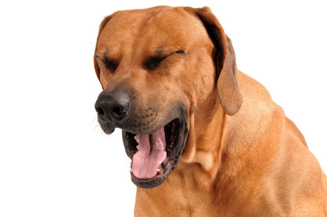 What you should do if your dog is choking