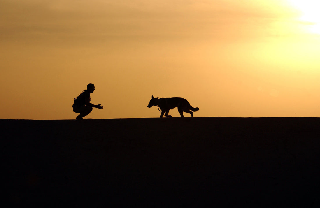 What Every Pet Owner Needs to Know About Heartworm