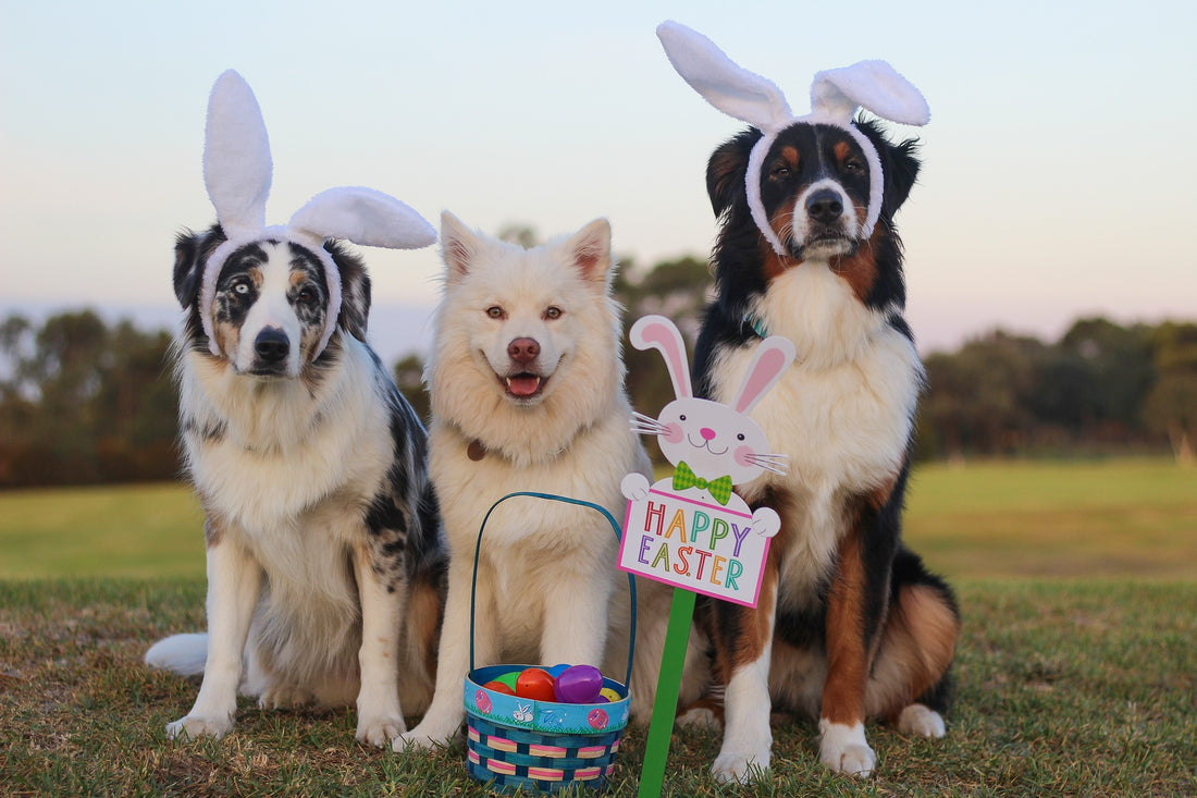 Dogs at Easter