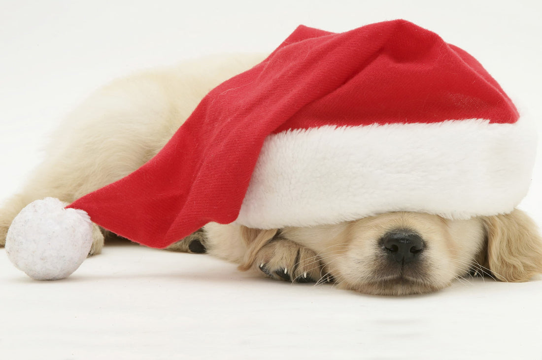 Christmas Dog Stockings & Presents