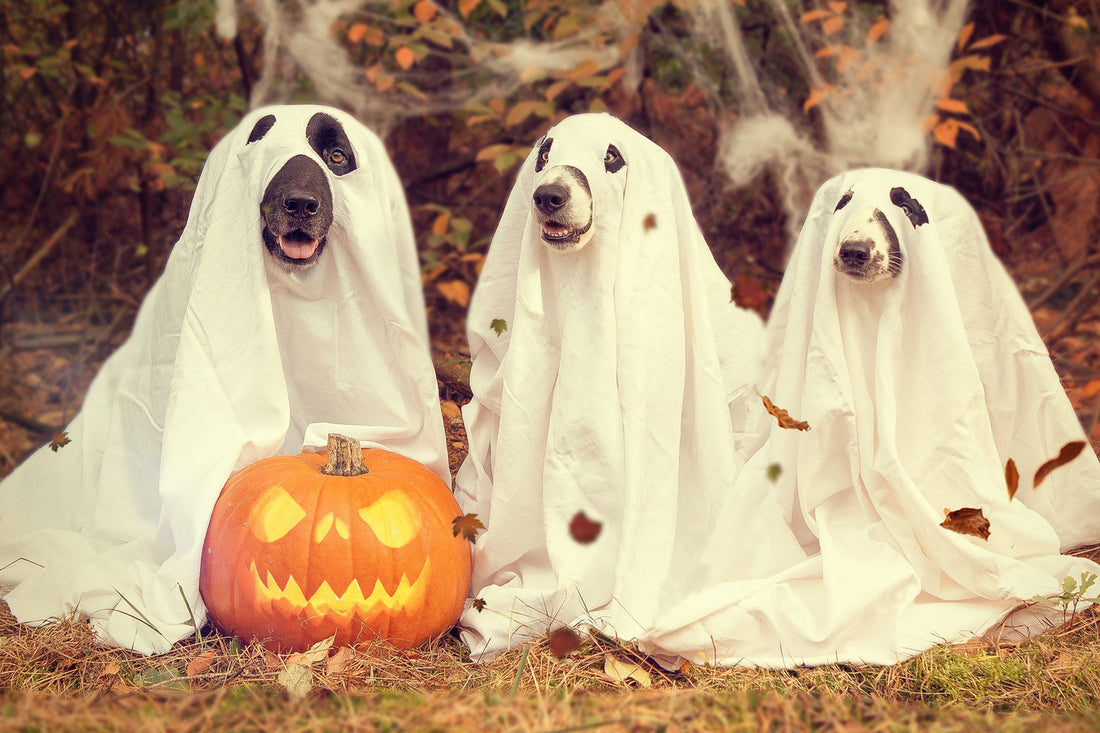 How to Have a Safe Halloween with Your Dog