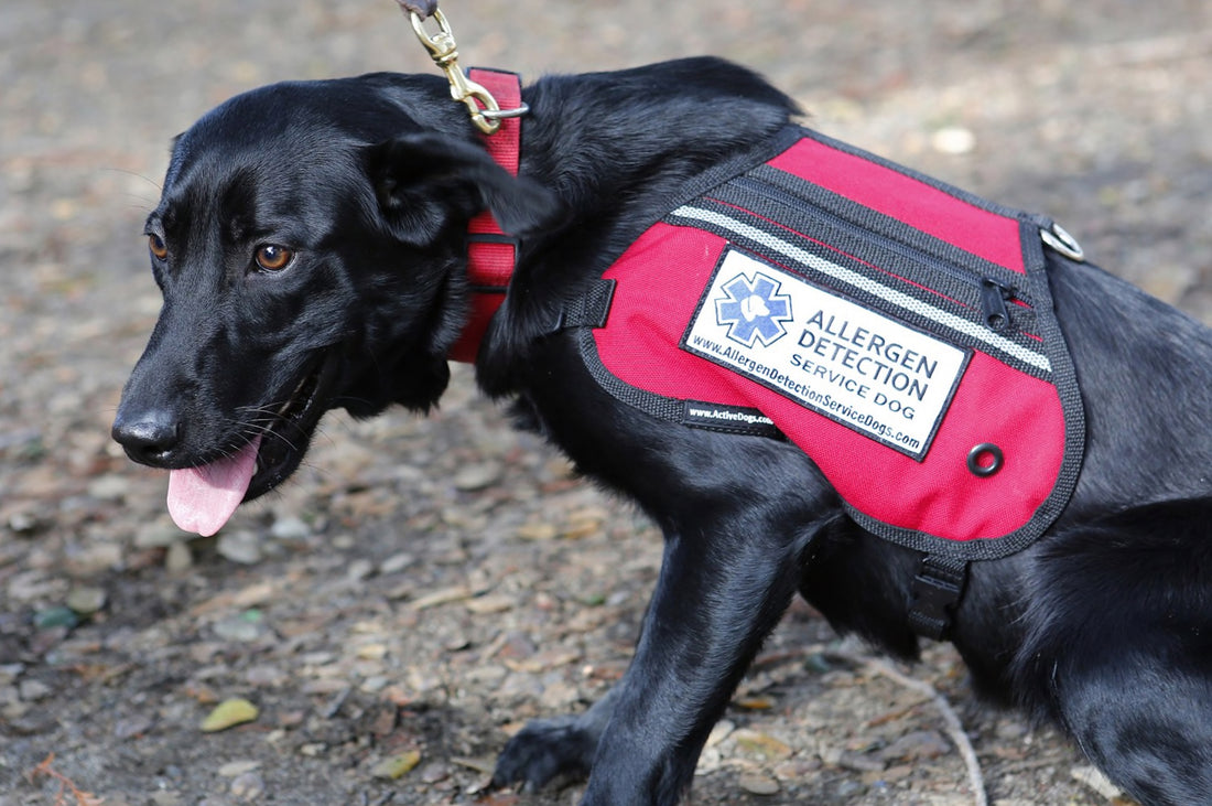 The world’s first airborne nut allergy detection dog