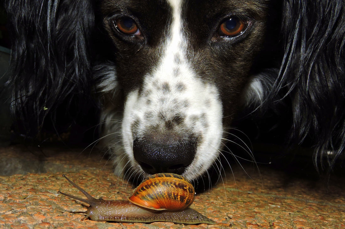 It's a dog's life, dog with snail