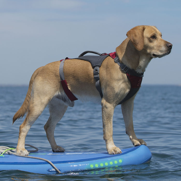 The Dog Leads and Harnesses are all designed for the outdoors and made from tough materials so they can be used over and over again. Choose from our range of Dog Leads suitable for all types of walks and jogs.