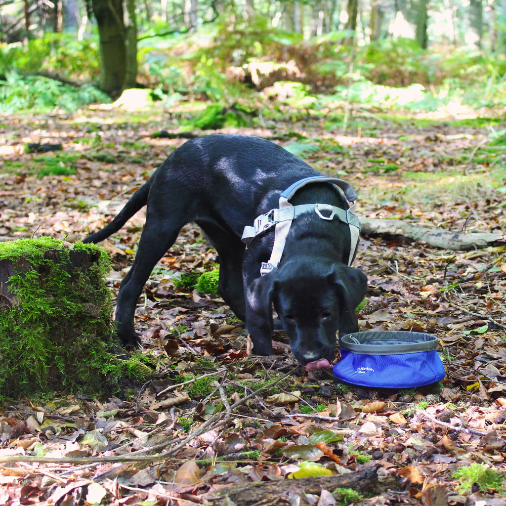Collapsible Dog Food Bowl - Small - Its A Dogs Life | Clothing & Gifts